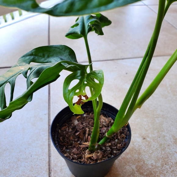 SOLD Monstera Adansonii (DD) | 3" pot - Picture 7 of 9